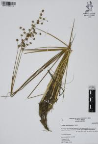 Juncus microcephalus image
